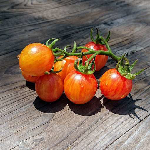 Tomatoes