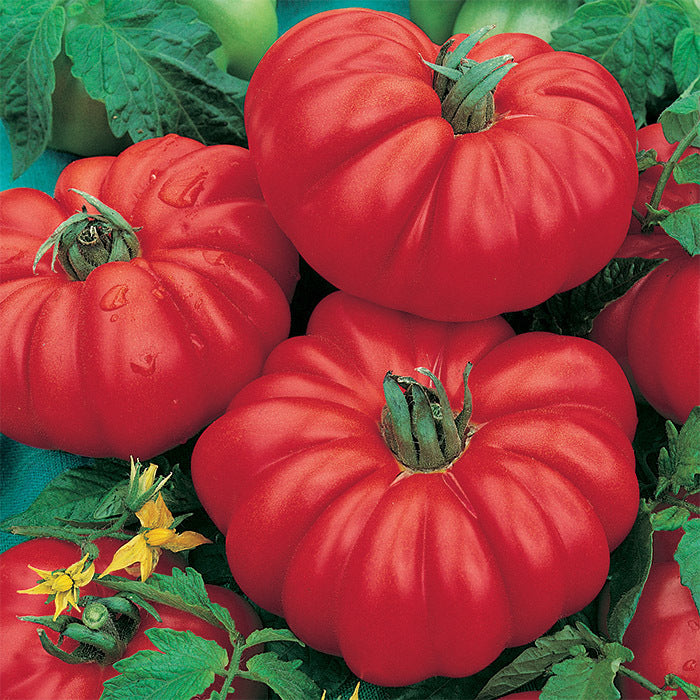 Tomatoes