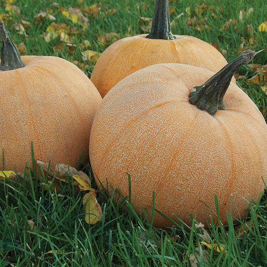 Pumpkin (Winter Luxury) (ea)
