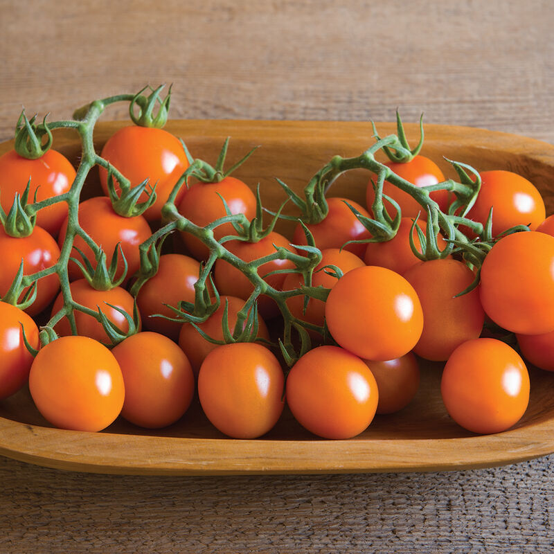 Tomatoes