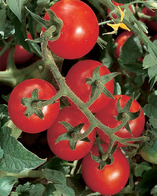 Tomatoes