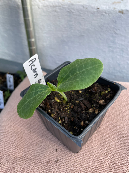 Squash Seedlings