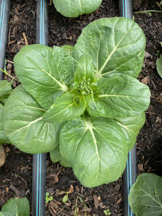 Bok Choy. (8 oz)