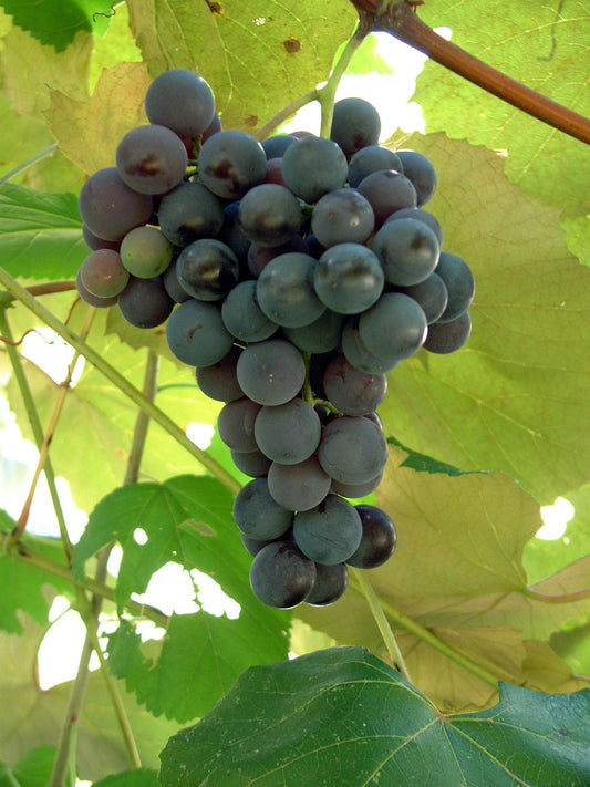 Grapes (per lb)