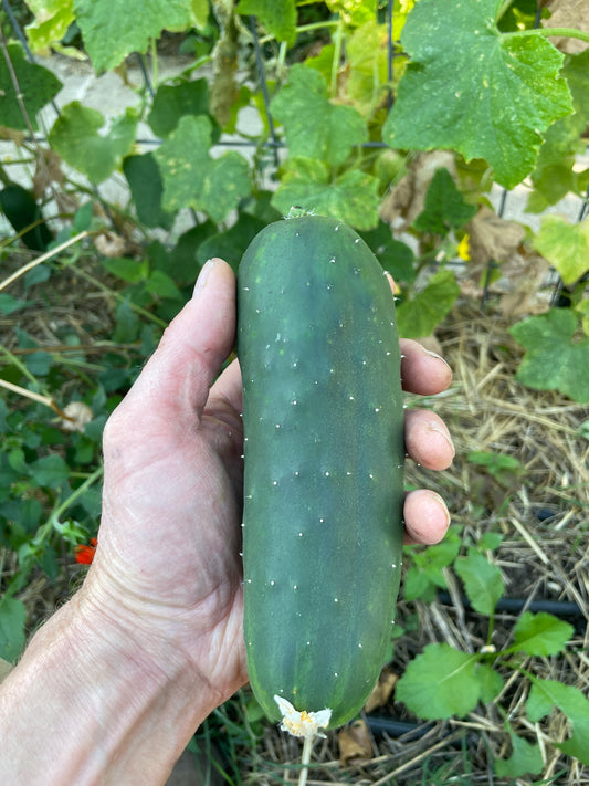 Cucumbers