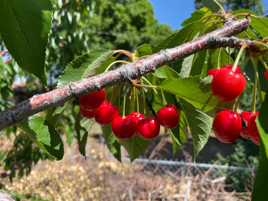 Cherries (Sweet) (per lb)