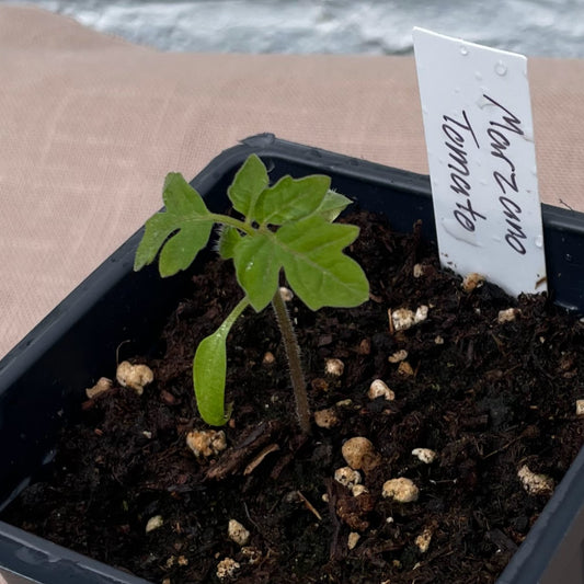 Tomato Seedlings