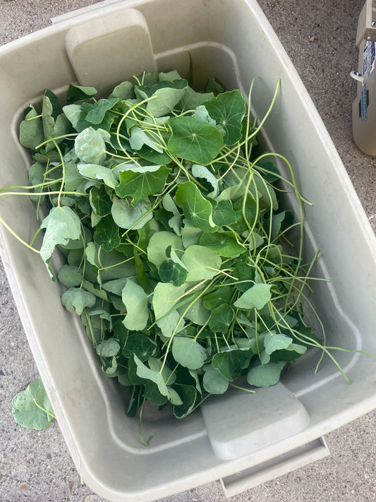 Nasturtium Leaves (8 oz)