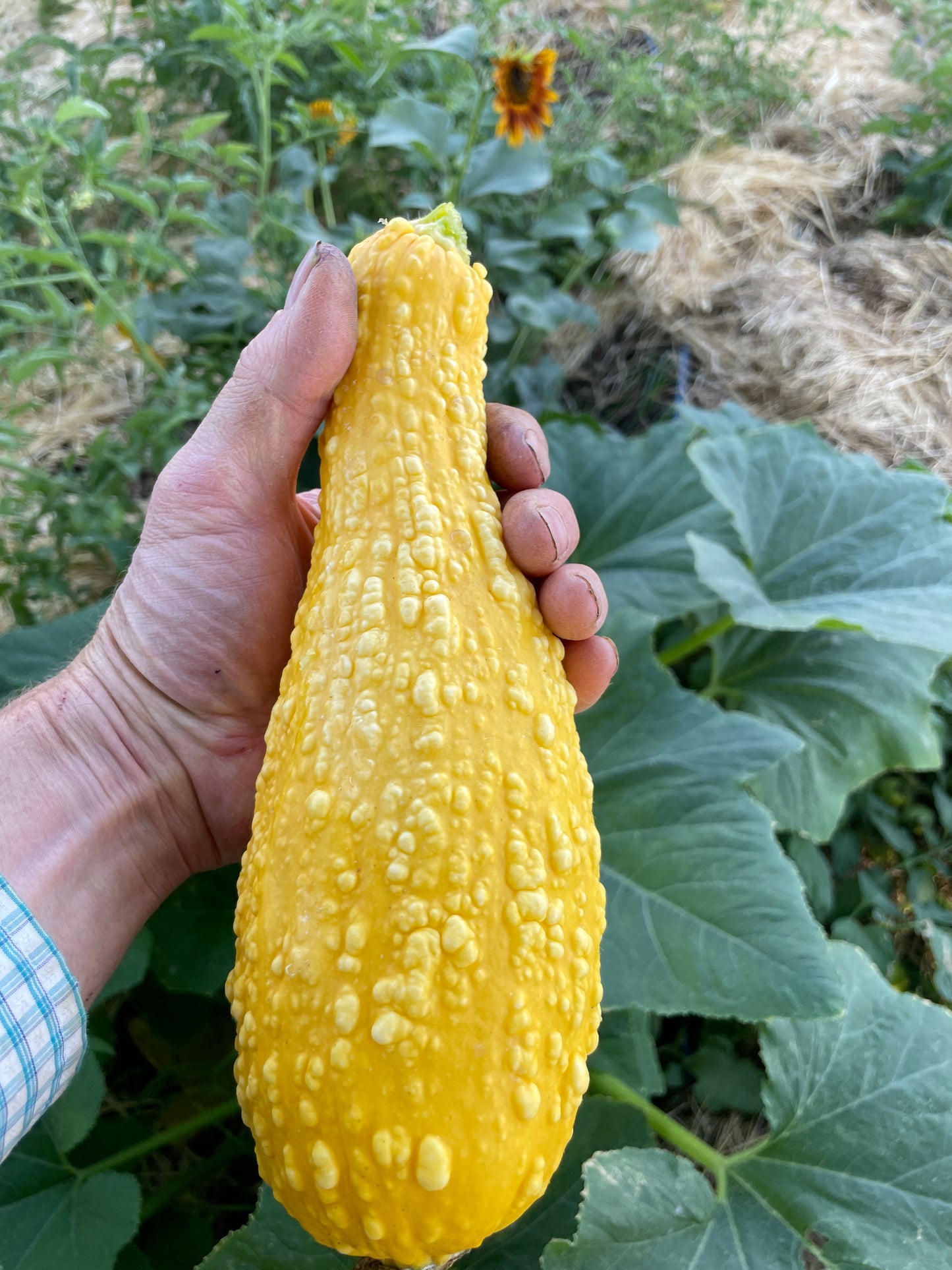 Yellow Squash (Crookneck) (ea)