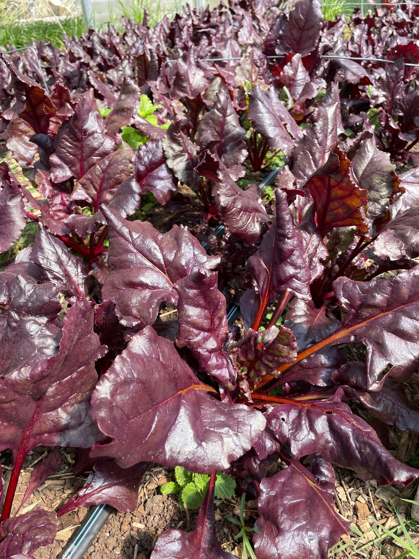 Beet Greens (8 oz)