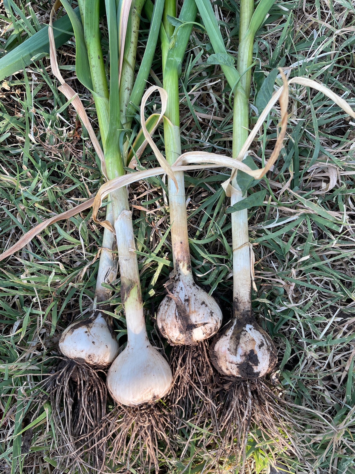 Green Garlic Bulbs (each)