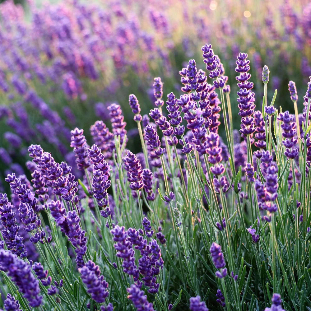 Lavender (1 oz)