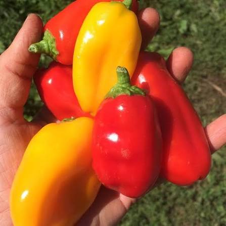 Peppers (8 oz)