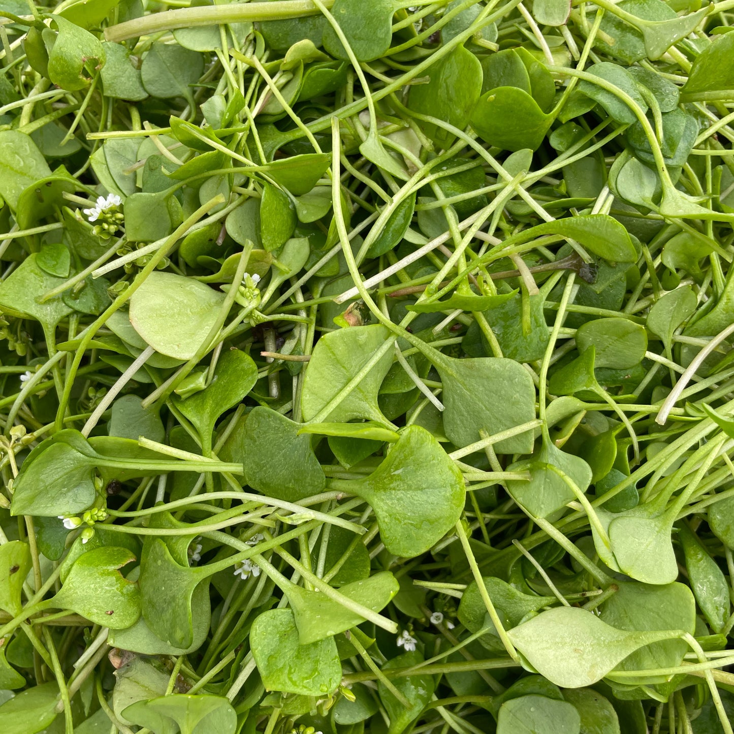 Miner's Lettuce (Claytonia)