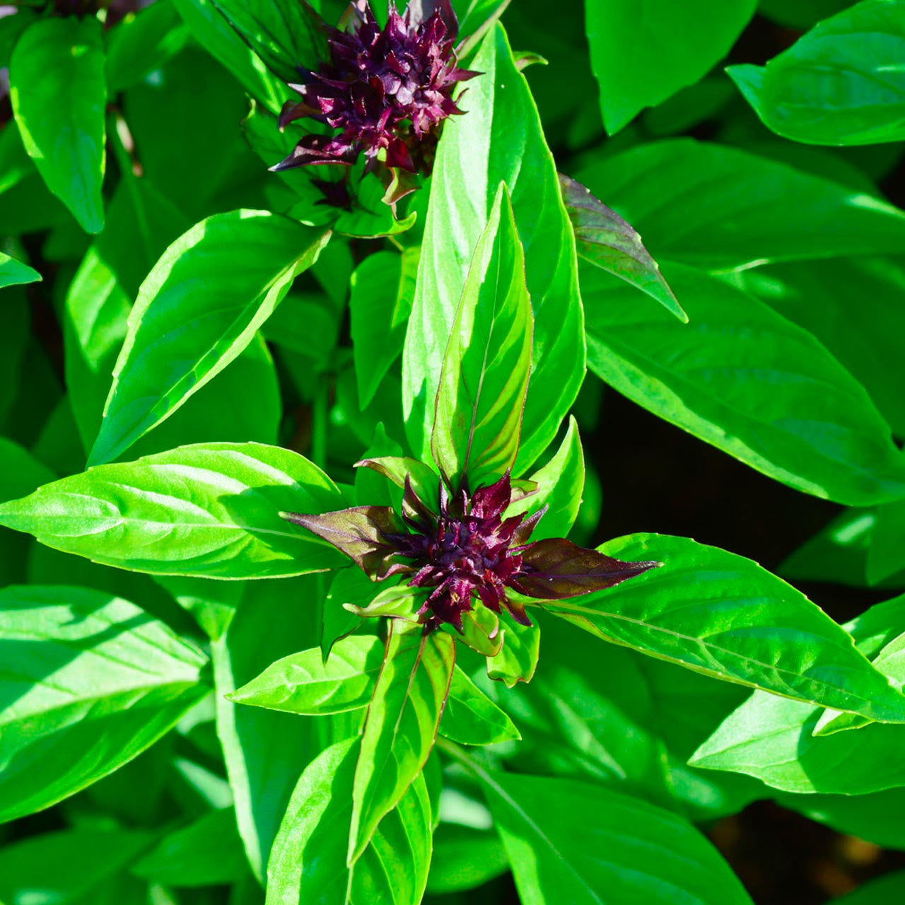 Basil (1 oz)