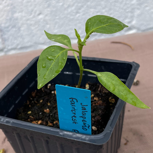 Pepper Seedlings