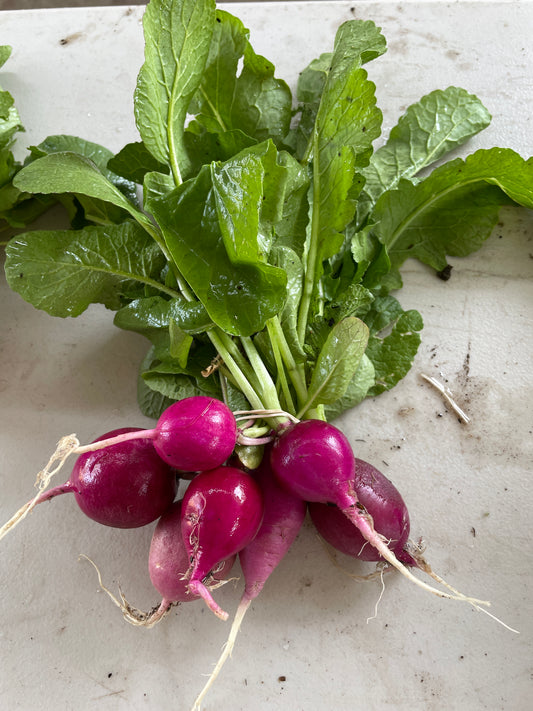 Radishes (bunch)