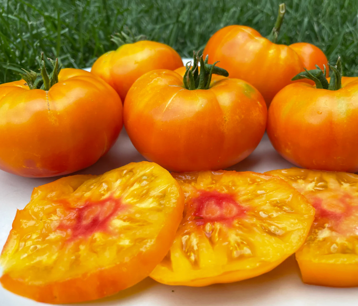 Tomato Seedlings