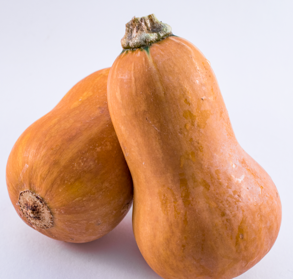 Squash Seedlings