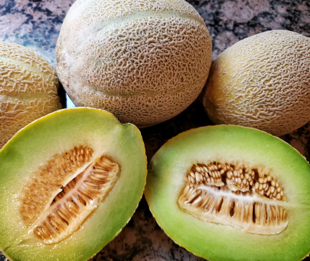 Melon Seedlings
