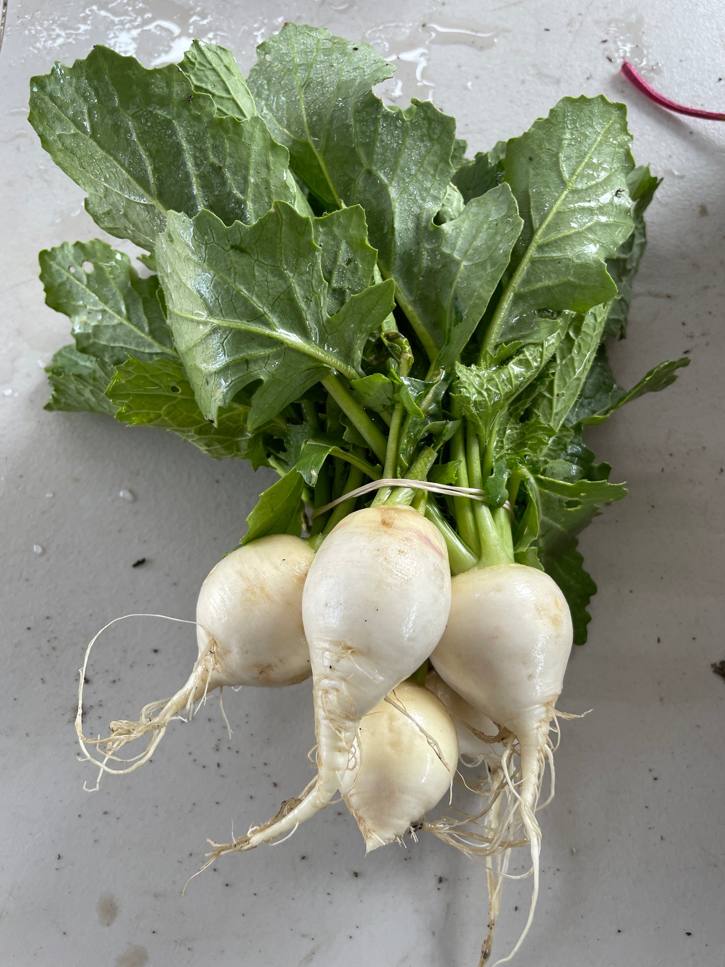 Turnips (Toyko) (per lb)