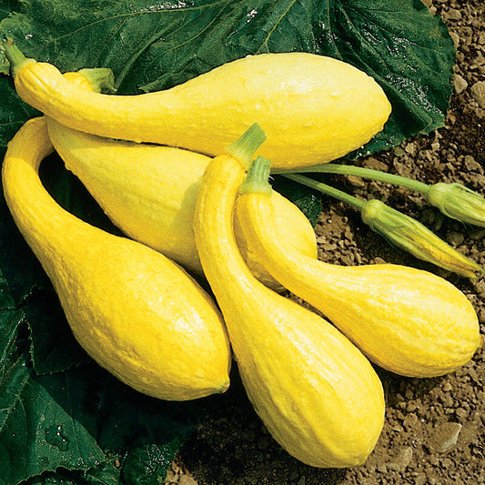 Yellow Squash (Crookneck) (ea)