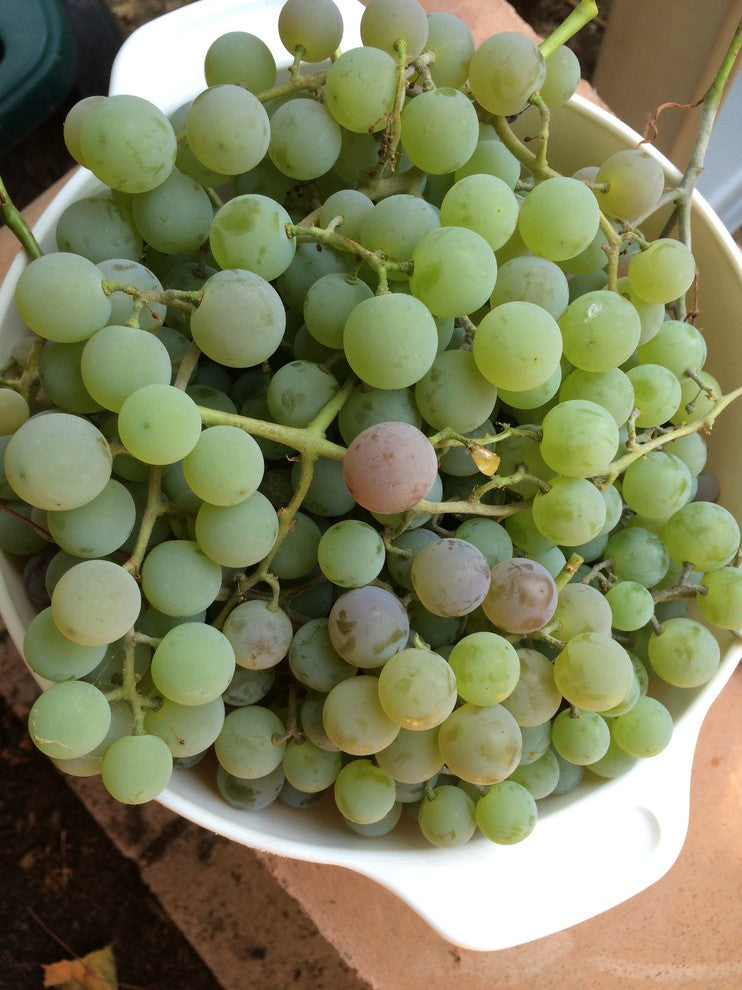 Grapes (per lb)