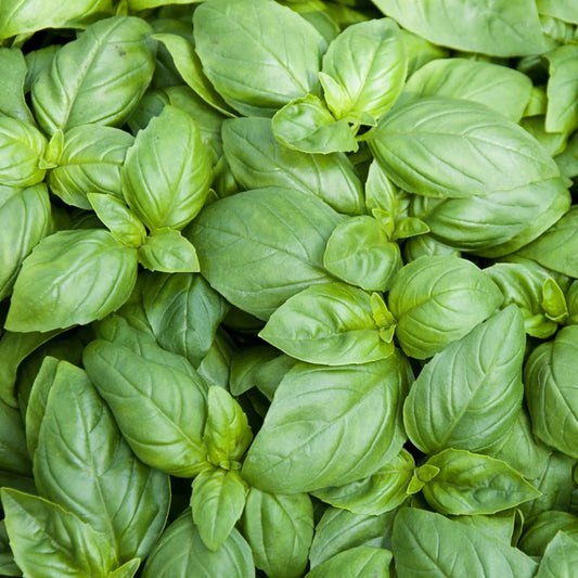 Basil (1 oz)