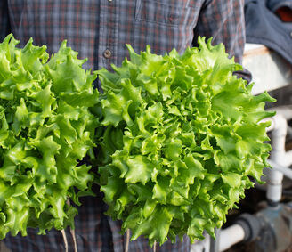 Lettuce (8 oz)