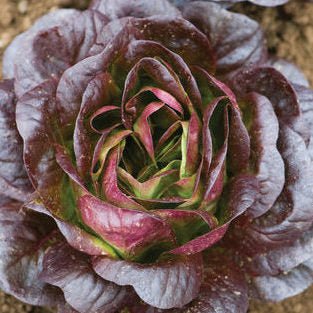 Lettuce (8 oz)