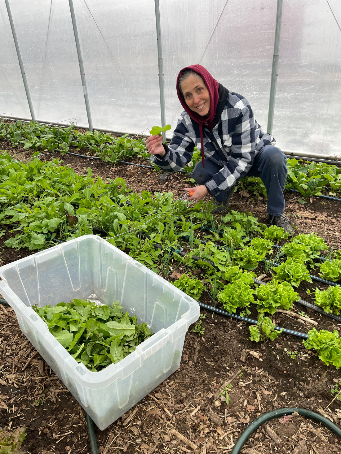 Faircrest Farms Havest News - February 18, 2026