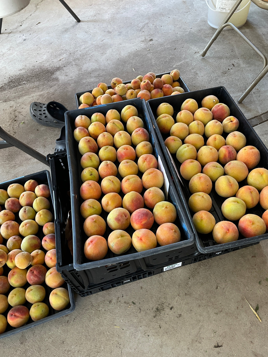 Faircrest Farms Harvest News - September 3, 2025
