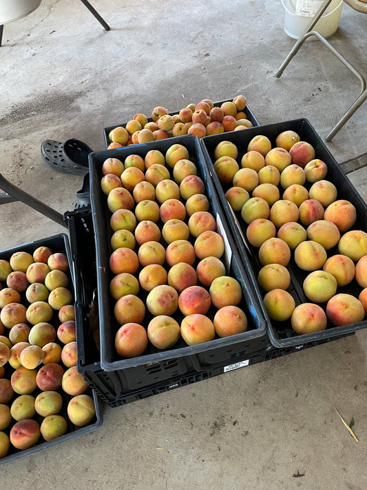 Faircrest Farms Harvest News - September 3, 2025
