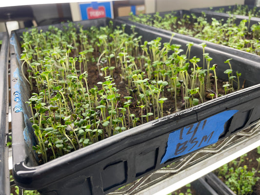 Faircrest Farms Harvest News - December 10, 2025