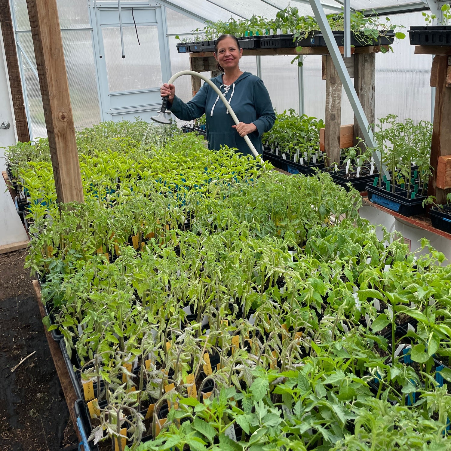 Seedlings