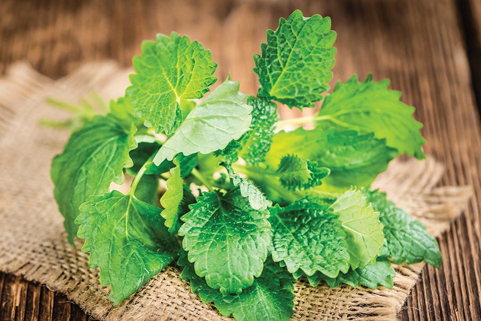 Lemon Balm (1 oz)