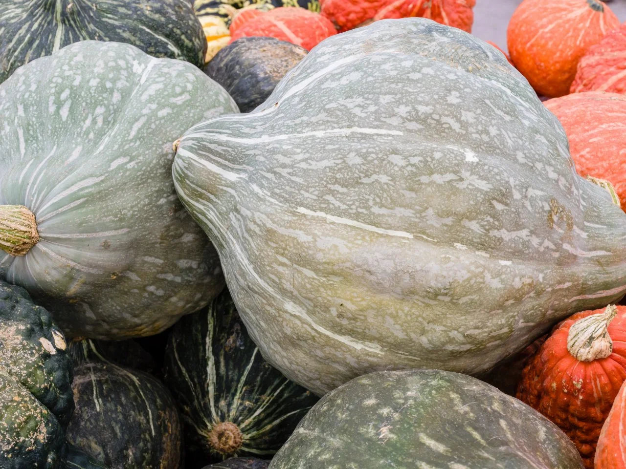 Squash (ea)
