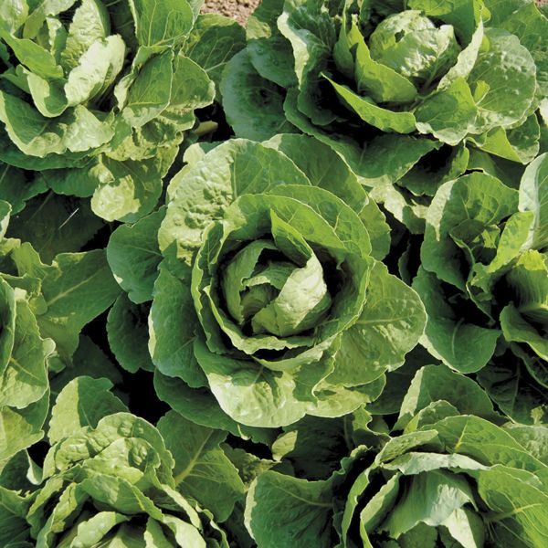 Lettuce (8 oz)