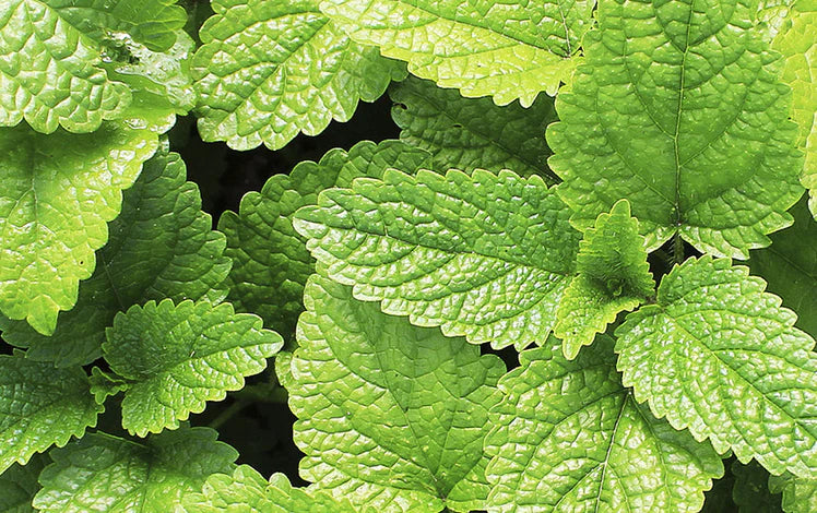 Peppermint (1 oz)