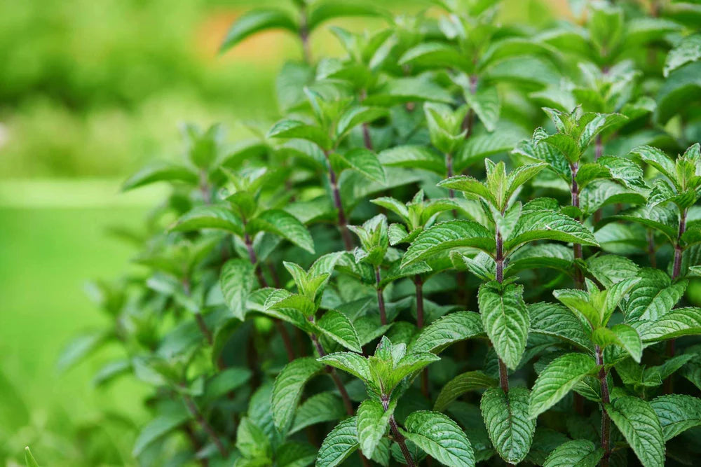 Mint (1 oz)