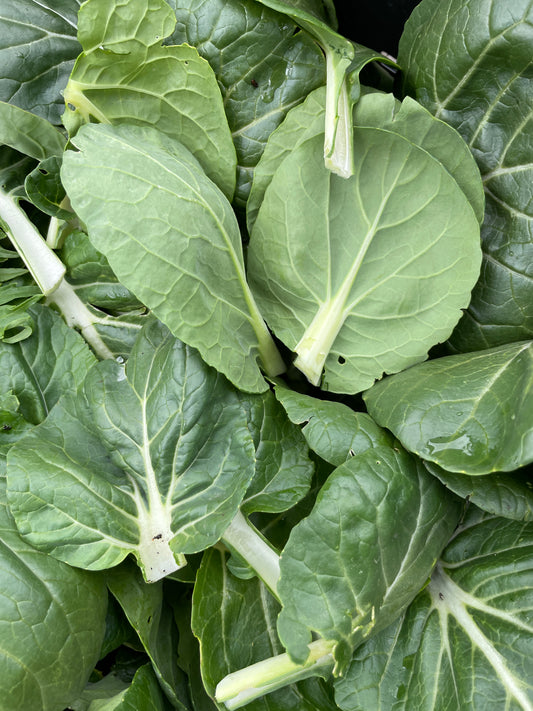 Bok Choy. (8 oz)