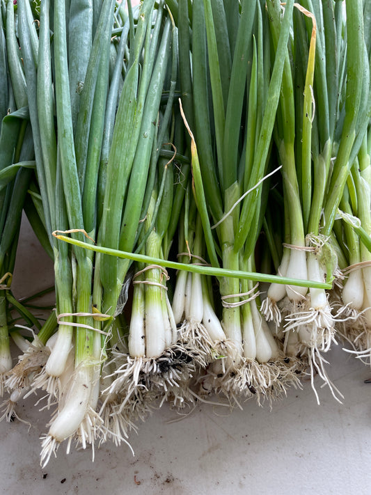 Bunching Onions (bunch)
