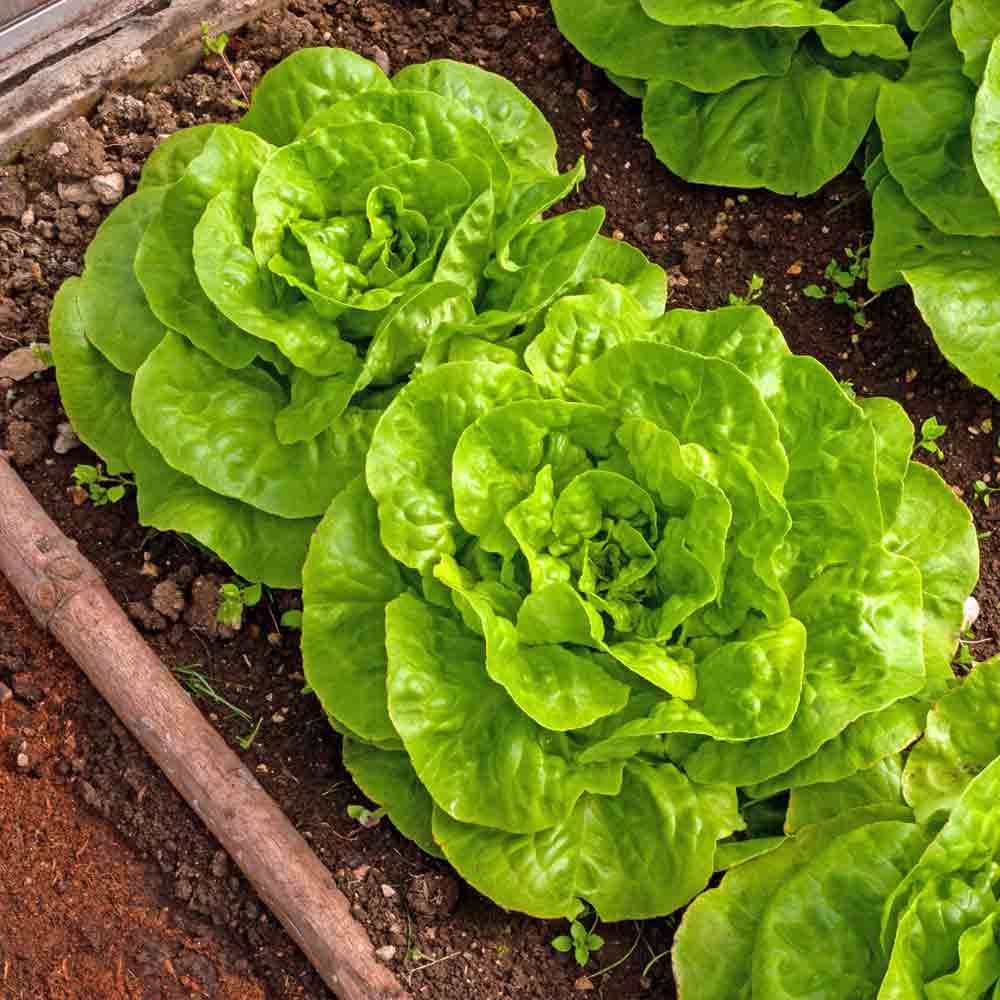 Lettuce (8 oz)