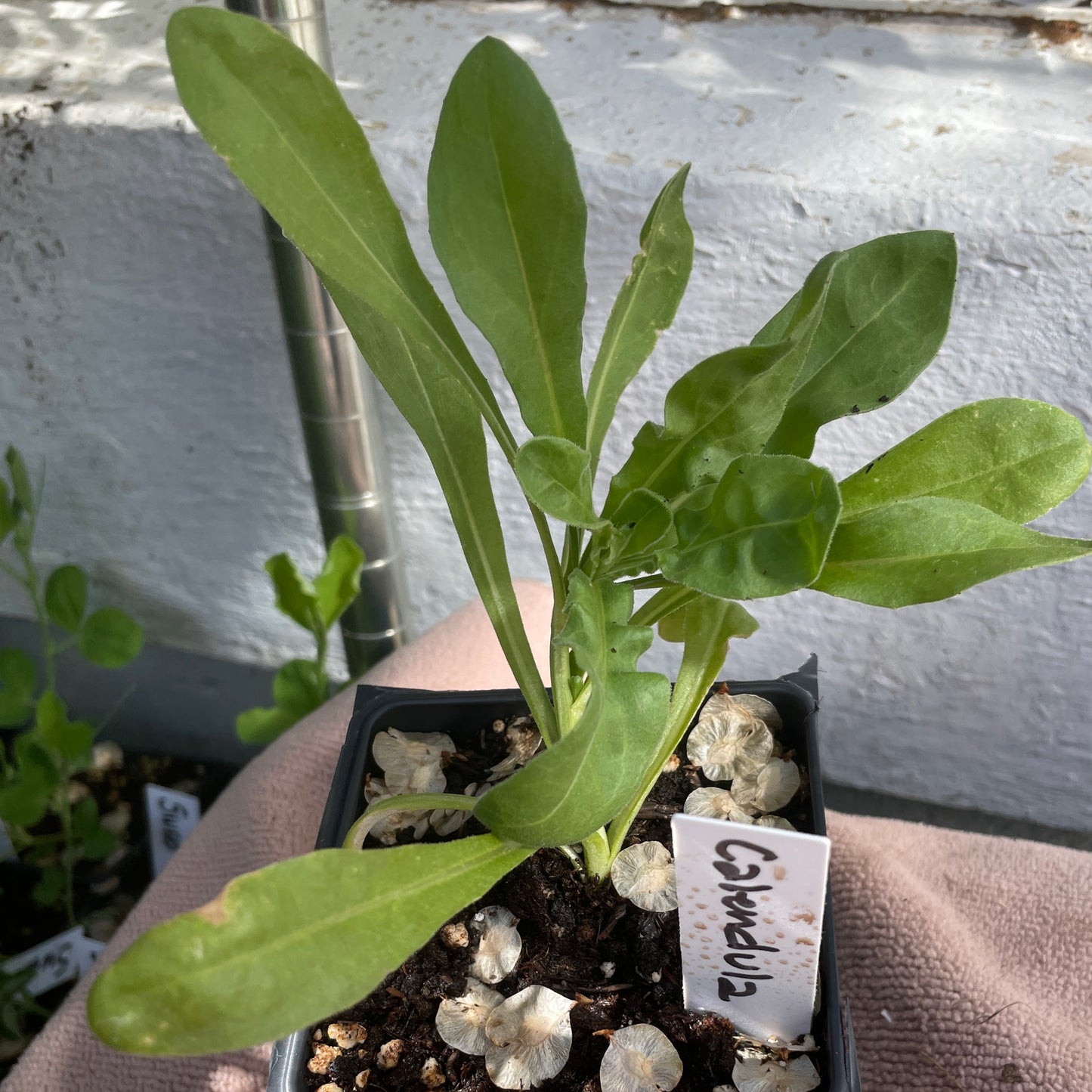 Flower Seedlings