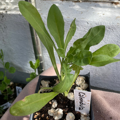 Flower Seedlings