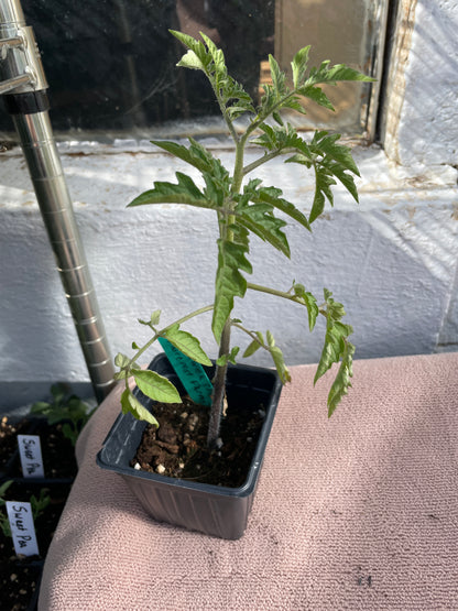 Tomato Seedlings