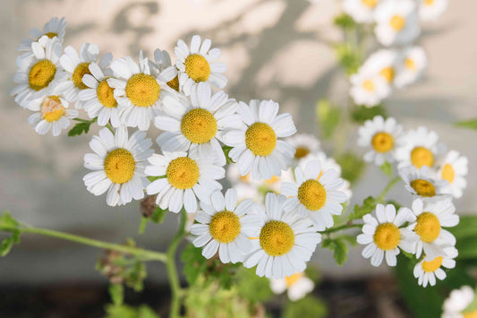 Chamomile-Herb (1 oz)