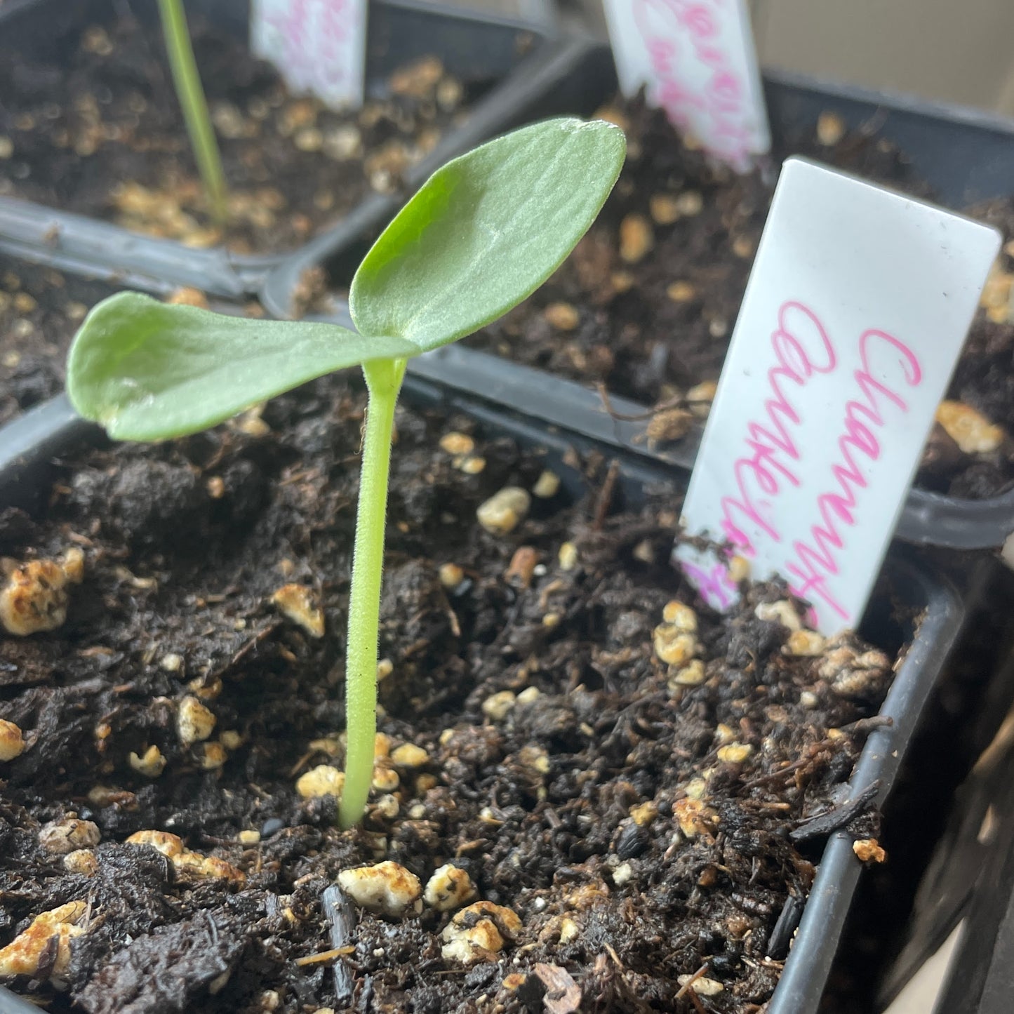 Melon Seedlings
