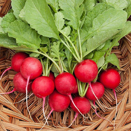Radishes (bunch)