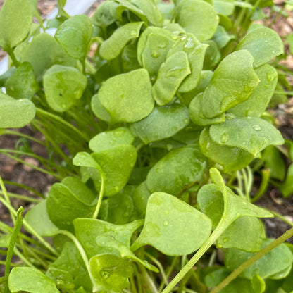 Miner's Lettuce (Claytonia)